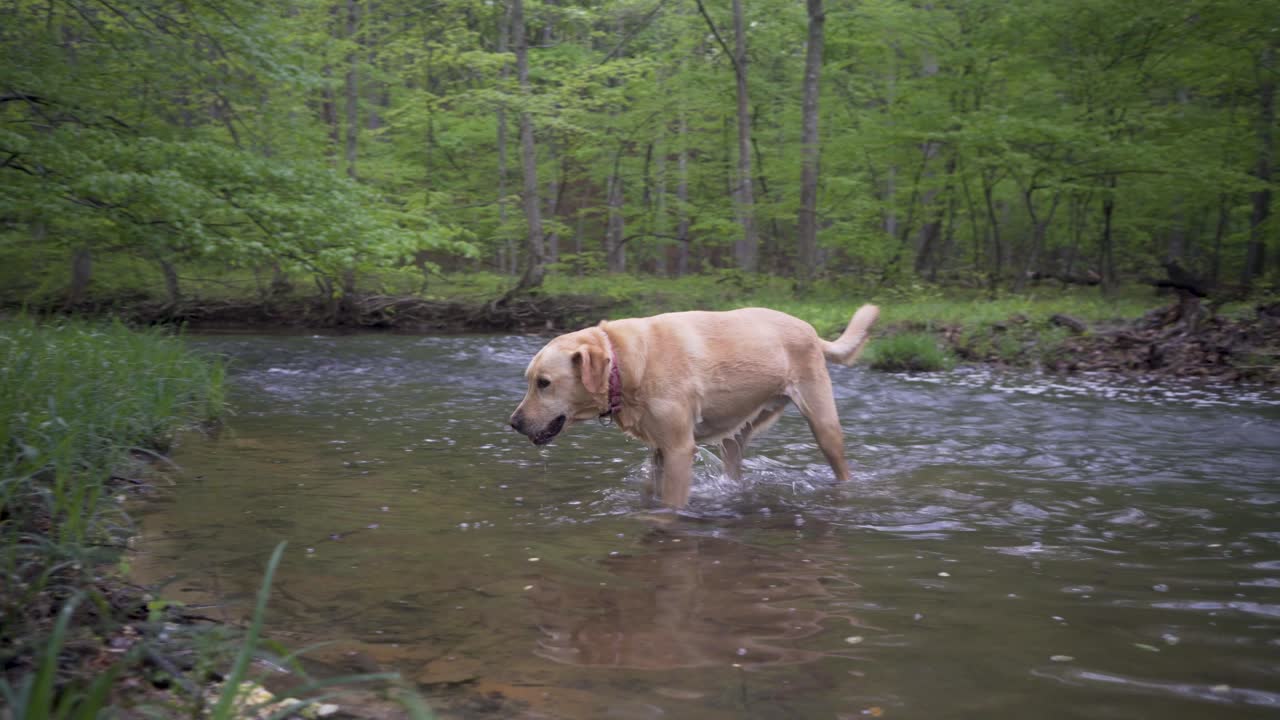 Golden Retriever Dog in a River
