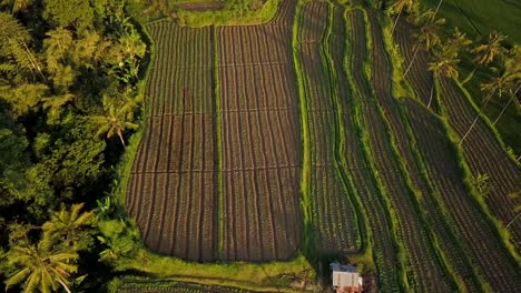 Beautiful-aerial-footage-of-the-rice-fields-via-drone