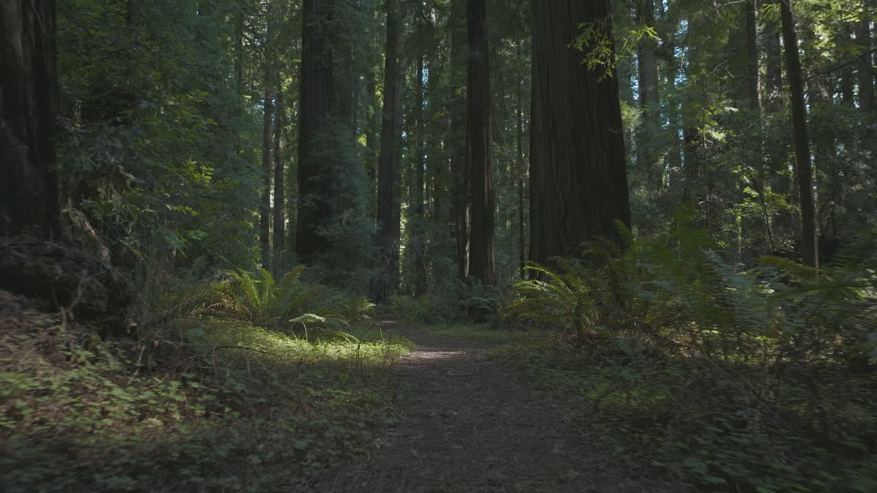 Fast flight flying low along path through redwood forest, filming location of Return of the Jedi movie.