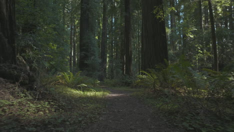 fast flight flying low along path through redwood forest, filming location of return of the jedi movie.