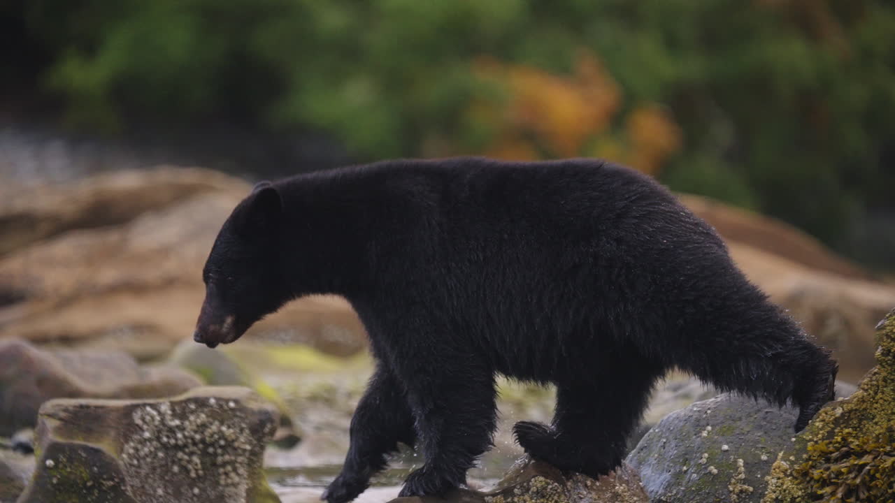 Un orso nero cammina lungo il fiume e la spiaggia in cerca di salmone da mangiare prima del letargo nella Columbia Britannica, in Canada