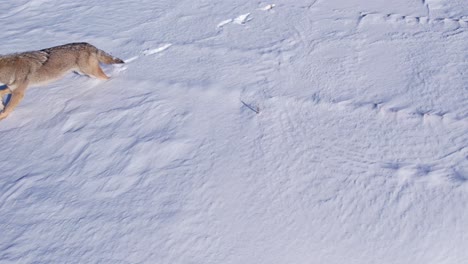 Coyote-Corriendo-A-Través-De-La-Nieve-En-Polvo-Profunda-Y-Los-Campos-Para-Sobrevivir-Al-Frío-Invierno