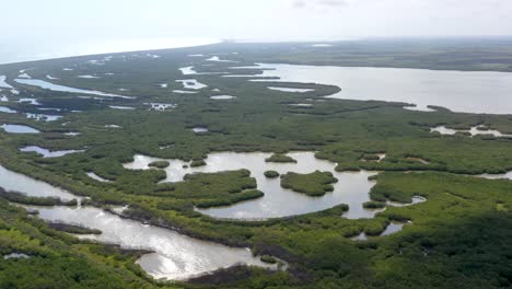 aerial footage mangrove tree forest and river mangrove landscape