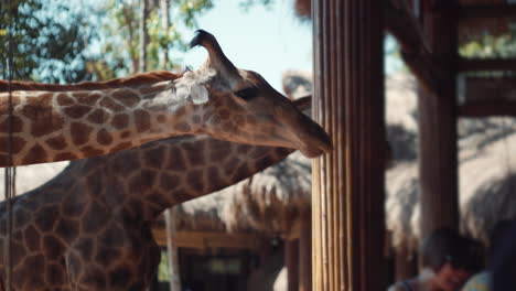 las jirafas son alimentadas en un zoológico