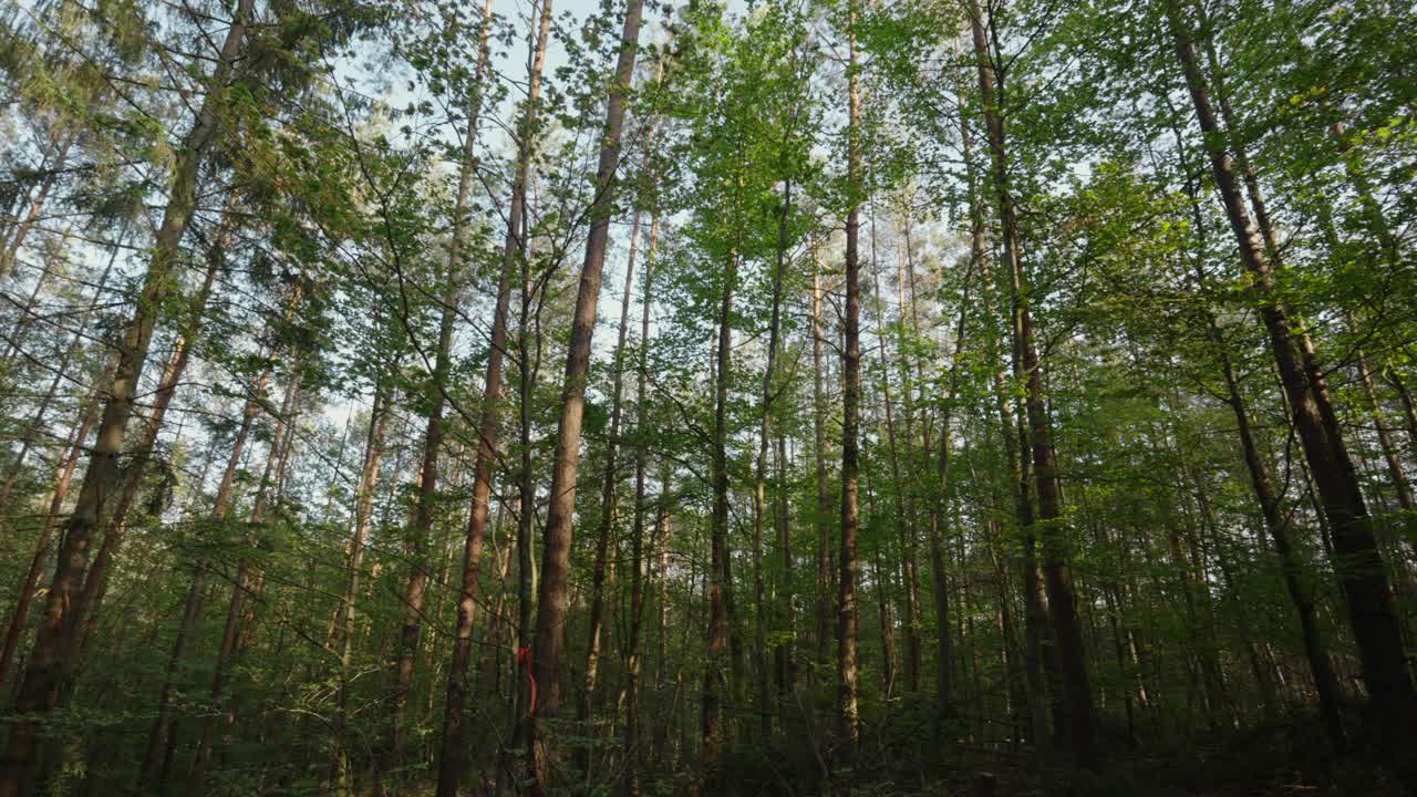 Veduta panoramica di un'alta pineta con sfondo di cielo blu, ripresa scenica lenta.