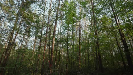 Panoramic-view-of-tall-pinewood-forest-with-blue-sky-background,-slow-scenic-shot