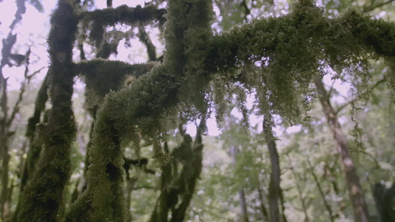 покрытые мохом ветви в лесу