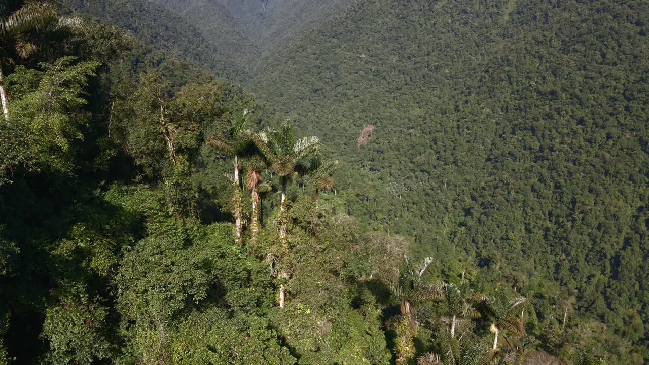 ciudad perdida colombia selva tropical bosque húmedo dosel de árbol ciudad perdida