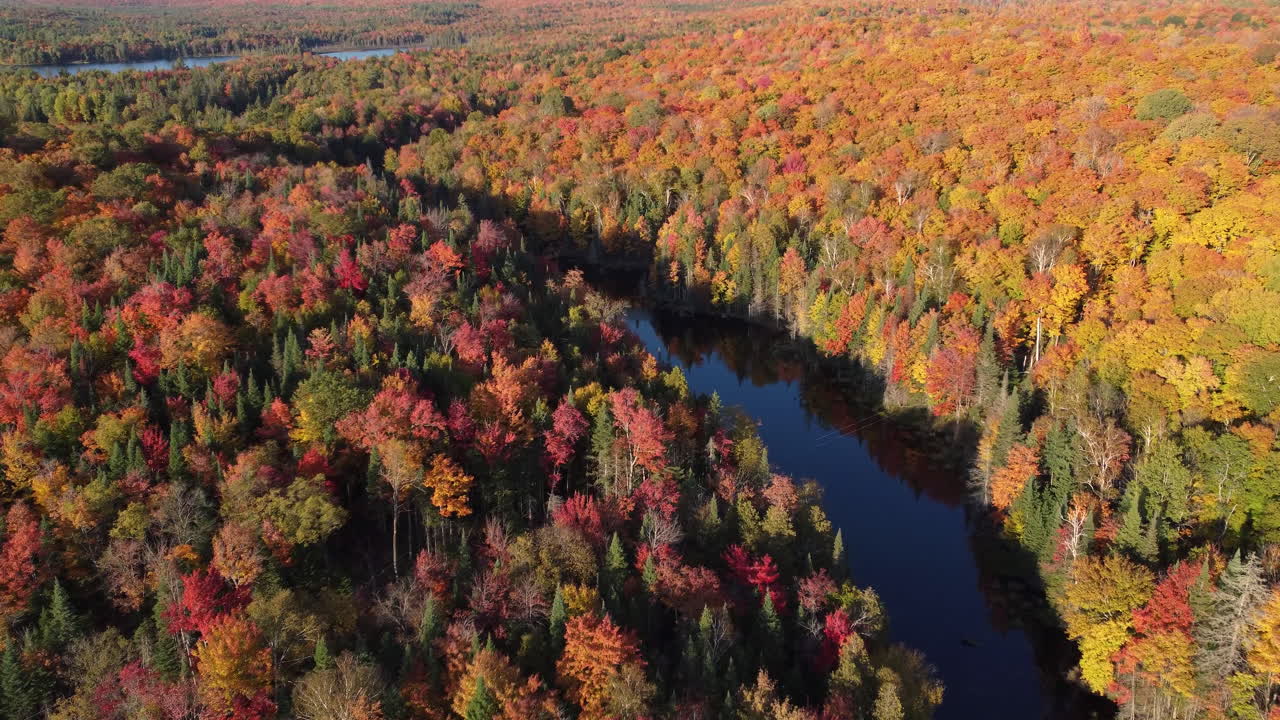 un hermoso río azul profundo fluye a través de un magnífico bosque canadiense denso, brillante, vibrante y colorido | aéreo