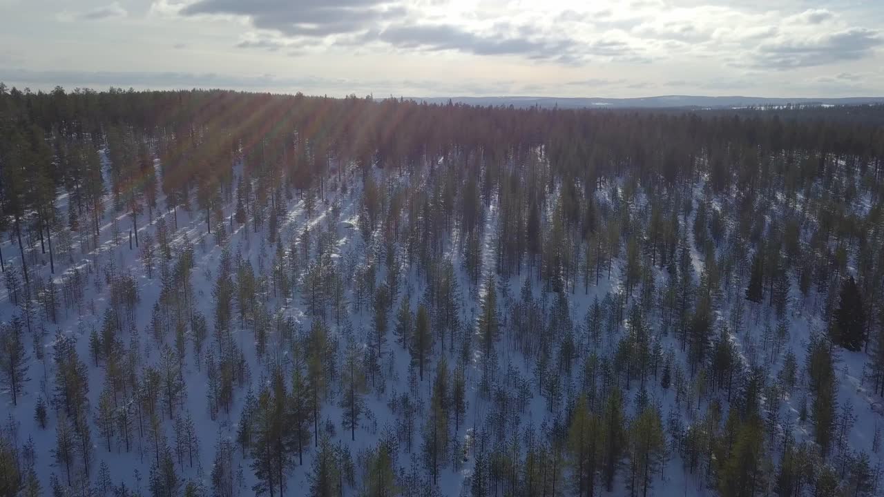 Terreno coperto di neve invernale e verde foresta di pini artici nella Lapponia finlandese