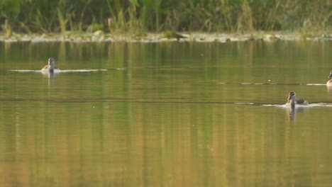 Whistling-Duck-chicks---swimming---pond-