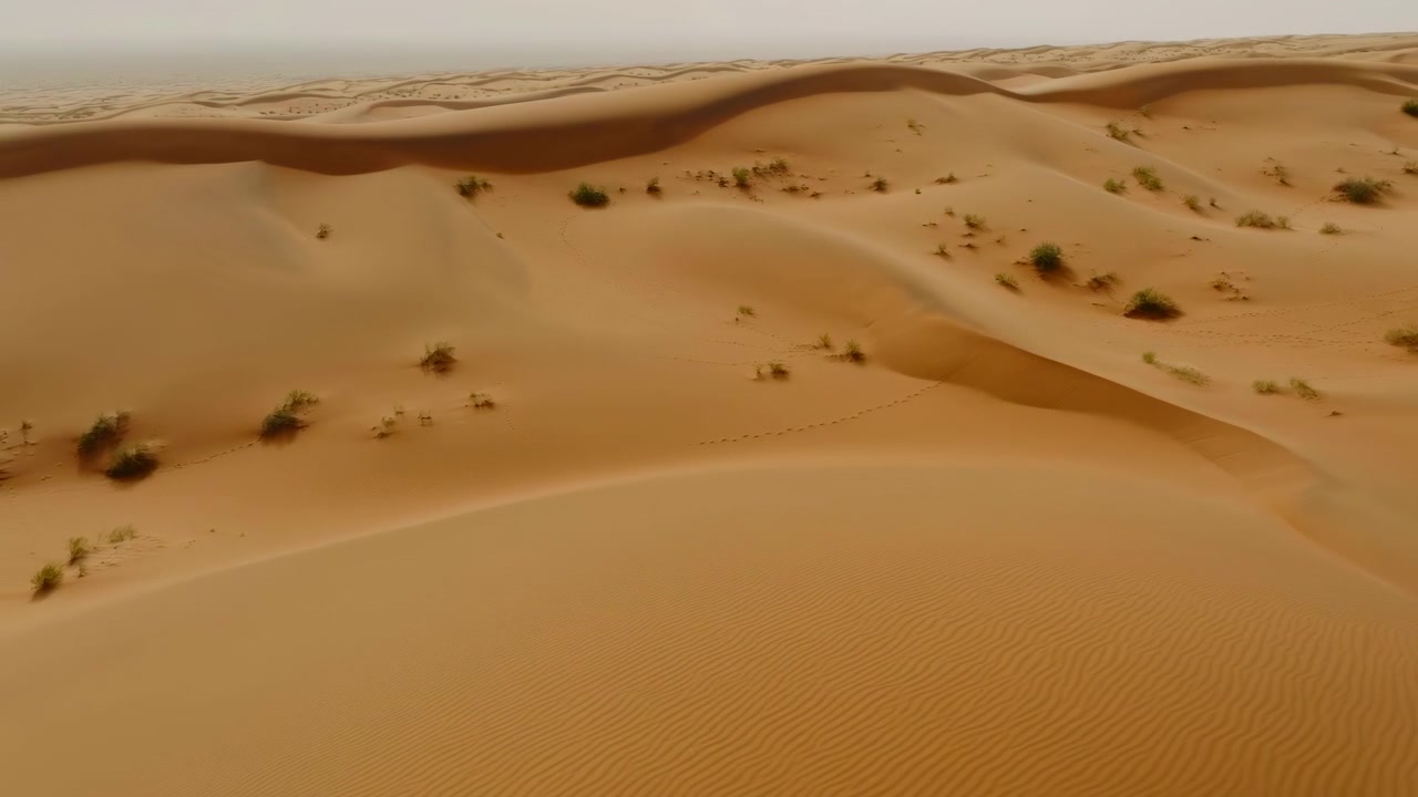 Dune dorate del deserto: ampi motivi aerei, ripresa con drone dall'alto di creste di sabbia modellate dal vento e texture increspata