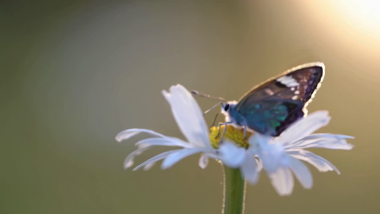 Video ravvicinato di una farfalla su una margherita, retroilluminata dalla calda luce del sole, che mette in risalto le ali delicate
