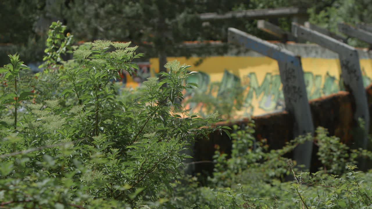 Passaggio di messa a fuoco dalla pista di bob e slittino a una fitta vegetazione verde a Sarajevo, Bosnia. Vecchi graffiti su rovine delle Olimpiadi invernali.