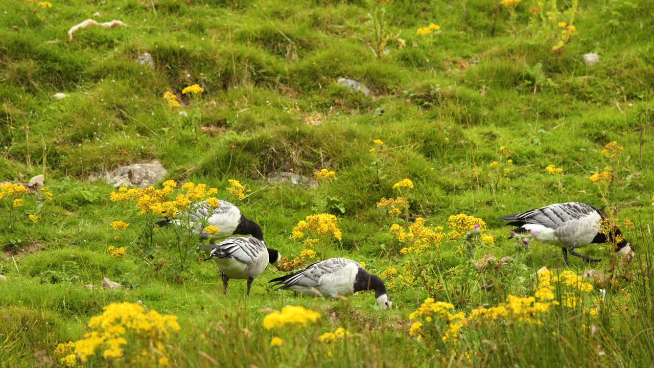 Barnacle geese graze among yellow wildflowers in a lush Highland meadow, natural daylight, static shot