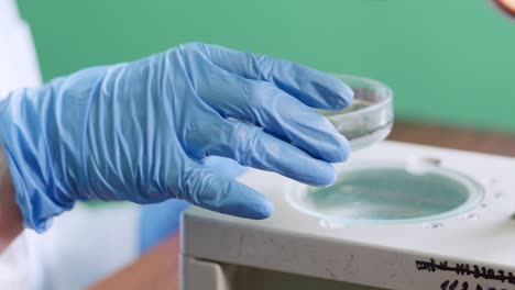 scientist examining petri dish under microscope