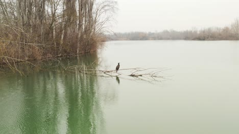 Luftaufnahme-–-Filmische-Nahaufnahme-Im-Scheinwerferlicht-Rund-Um-Einen-Reiher,-Der-Auf-Einem-Baum-Mitten-Im-Wasser-Liegt