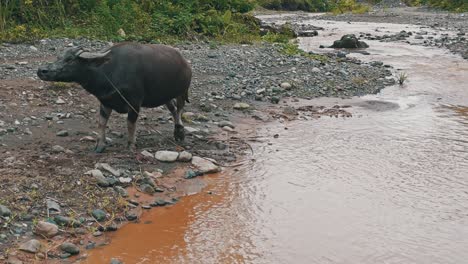 Búfalo-Doméstico-Vagando-Cerca-De-Una-Corriente-De-Agua