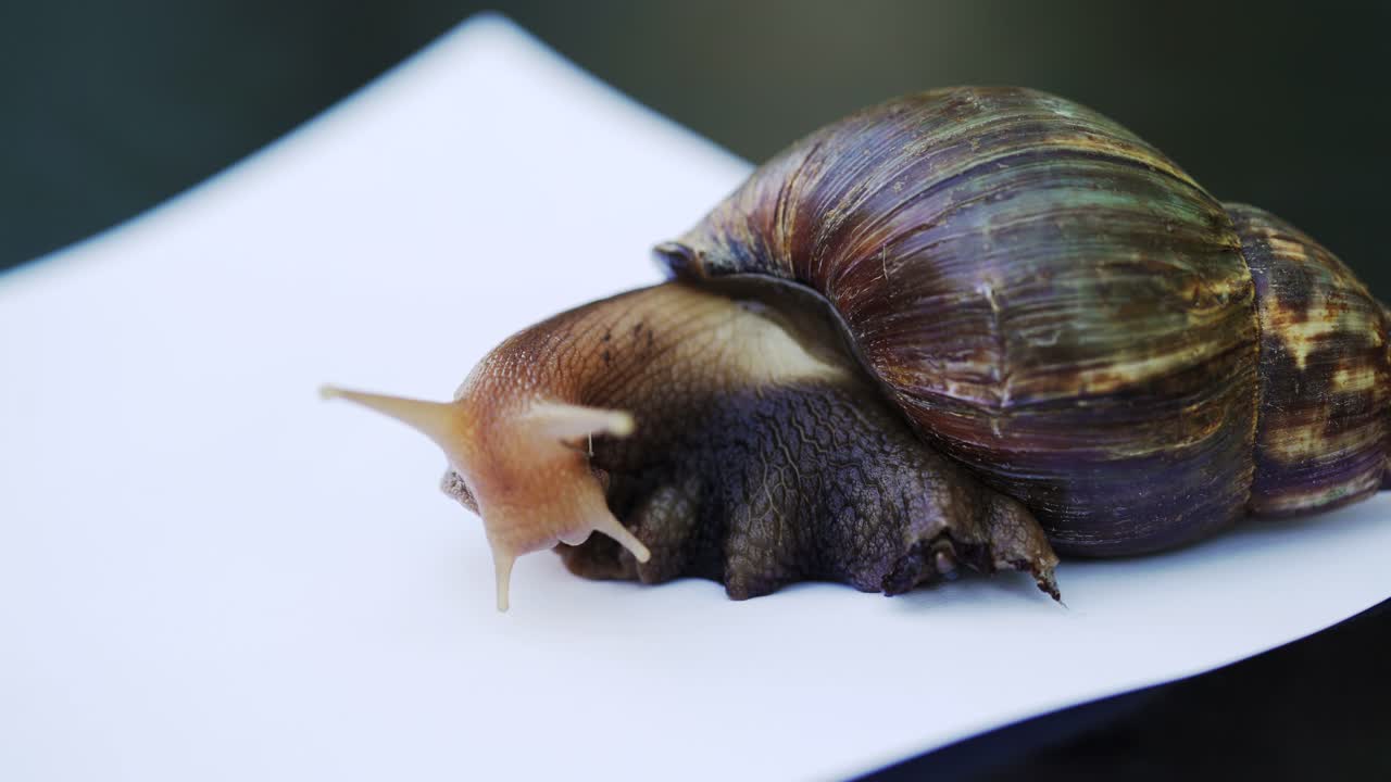 African giant snail Achatina. Achatina fulica in front of white background