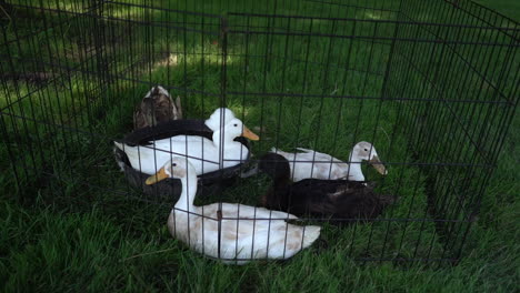 White-ducks-in-a-petting-zoo-slow-motion-footage