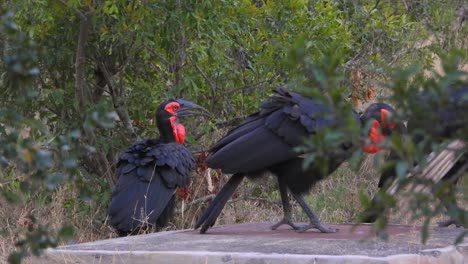 las aves negras y rojas en grupo en busca de comida en el parque nacional de krueger, sudáfrica