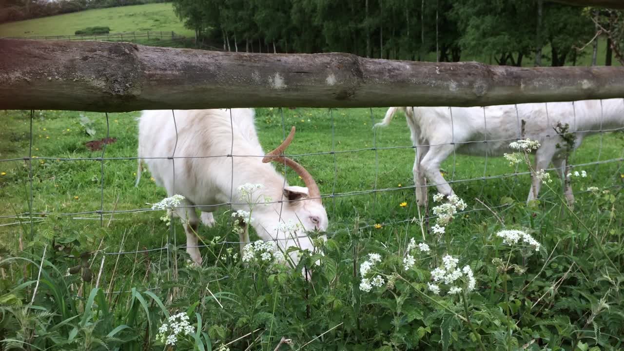 풀에서 큰 을 가진 성인  염소