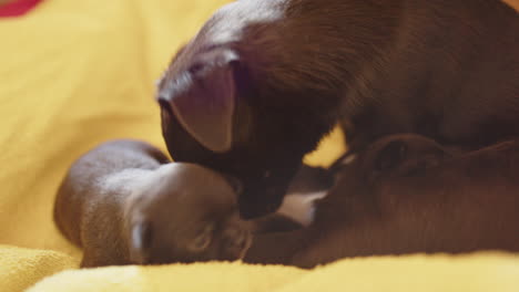 2 week old japanese chin puppies with their mum on a towel