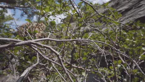 Damselfly Atrocalopteryx Atrata Flight from the Branches, Slow motion