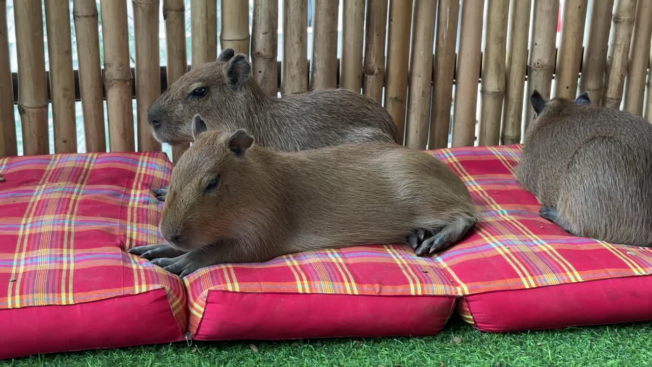 Baby Capybaras Sleeping – Adorable Young Capybara Animals Resting Together, Cute Wildlife Rodents, Peaceful Sleep Behavior Video
