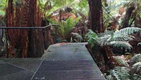 a serene walk through lush rainforest vegetation