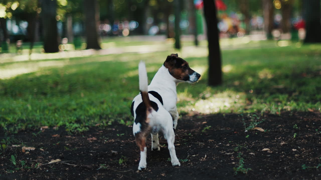 A Jack Russell Terrier walking outdoors in a park, looking curious and active