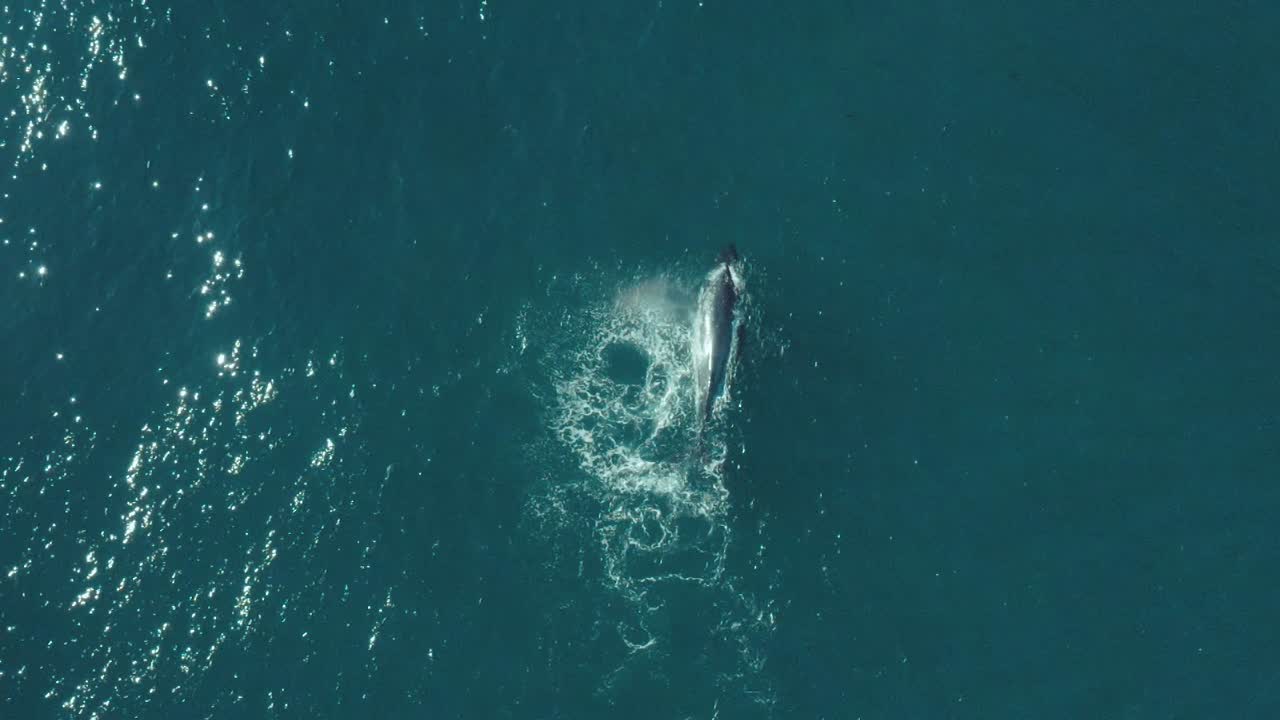 잔잔한 푸른 바다에서 수영하는 혹등고래의 영화 같은 수직 영상, 이동하는 동안 시드니 북부 해변 해안선에서 튀기고 물을 뿜어냅니다.
