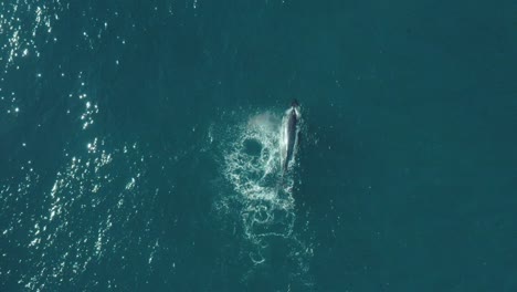 cinematic aerial vertical footage of a humpback whale swimming in calm blue ocean water, playing splashing around and spouting off sydney northern beaches coastline during migration