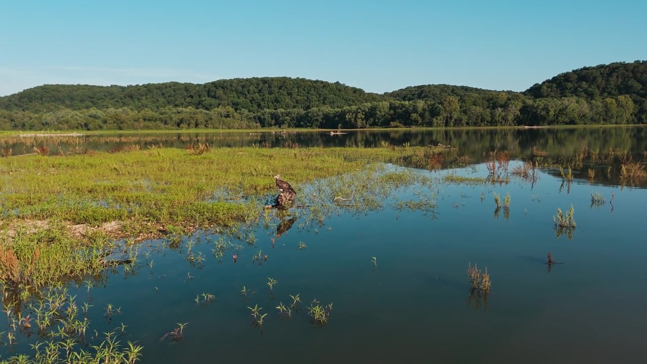 Juvenile bald eagle in flooded marshland beside calm reflective water at Lake Eucha, drone centered pullback