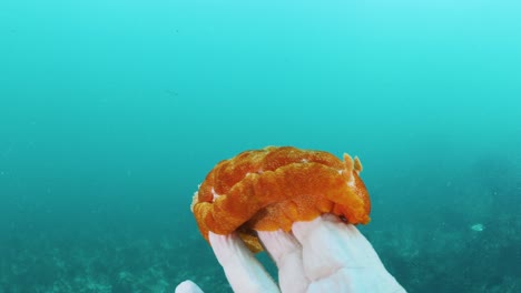 scuba diver conducting marine research holds a large nudibranch sea creature in his hand underwater