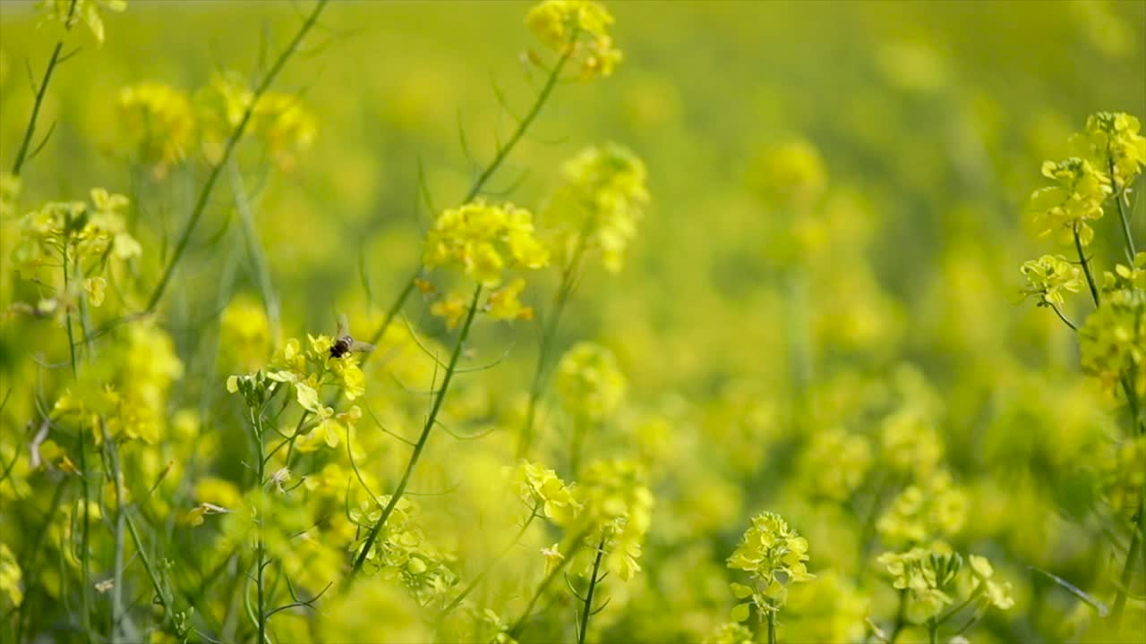 Mustard flowers. Mustard &ndash; mystical flower of happiness and health.
