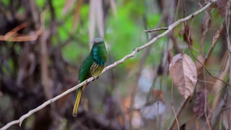 The-Blue-bearded-Bee-eater-is-found-in-the-Malayan-peninsula-including-Thailand-at-particular-forest-clearings