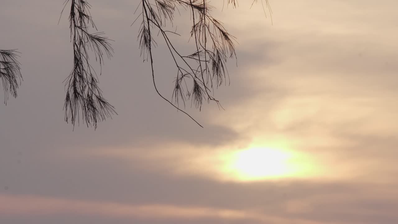 Branch tree at sunset time. The calmness of sea in Bagan Lalang.