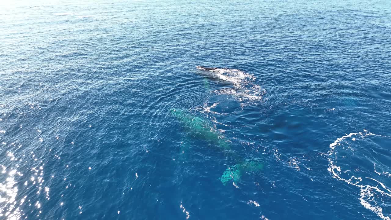서쪽 마우이의 겨울 번식지에서 큰 수컷 포드메이트가 호위하는 혹등고래 송아지와 간호의 다큐멘터리 스타일 영상
