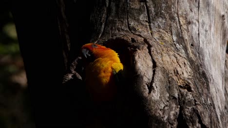 Imágenes-En-4k-De-Este-Periquito-Solar,-Aratinga-Solstitialis,-Mirando-Hacia-El-Cielo,-Rascándose-La-Cabeza-Con-El-Pie-Derecho-Para-Prepararse-Para-Posarse-En-Su-Madriguera-Esperando-El-Anochecer-En-Su-Hábitat-Natural