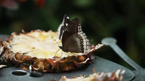 pineapple slices with blue moon butterfly on top