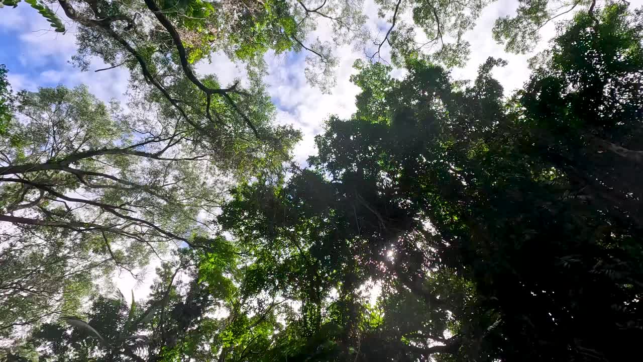 Lush rainforest canopy with sunbeams, upward camera movement, natural light, vibrant green foliage