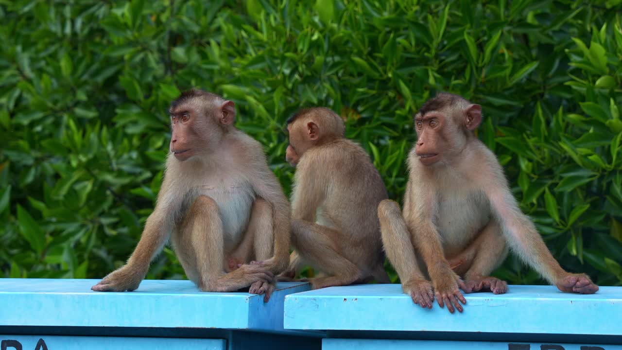 Three juvenile Southern pig-tailed macaques sit attentively on a blue structure, hanging out in the urban park, curiously wondering around the surroundings, close up shot.