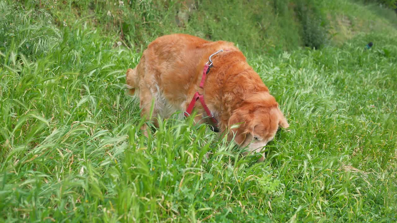 골든 리트리버가 에서 풀을 새치고 있다