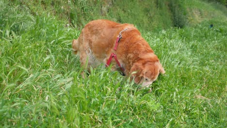 golden retriever sniffing grass in a field