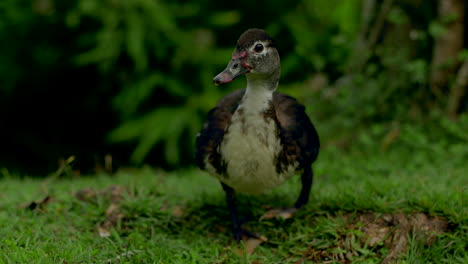 Verletzte-Ente-Im-Hof