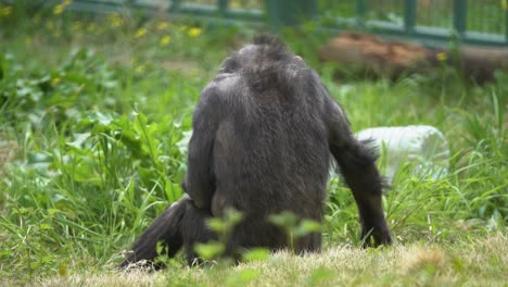 back shot of a monkey at a zoo