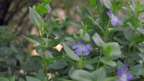 flor morada en otoño