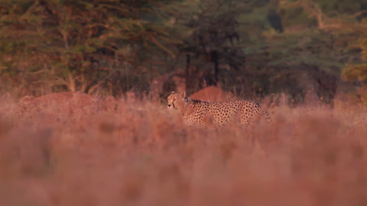 Wide tracking shot of a collared cheetah prancing in a golden morning