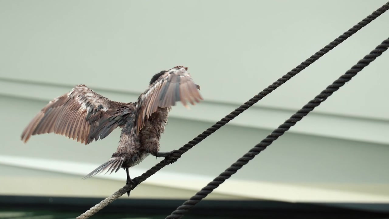 Skarv står på et stramt reb med åbne vinger. Vildt dyreliv i en marina, der holder til på en yacht